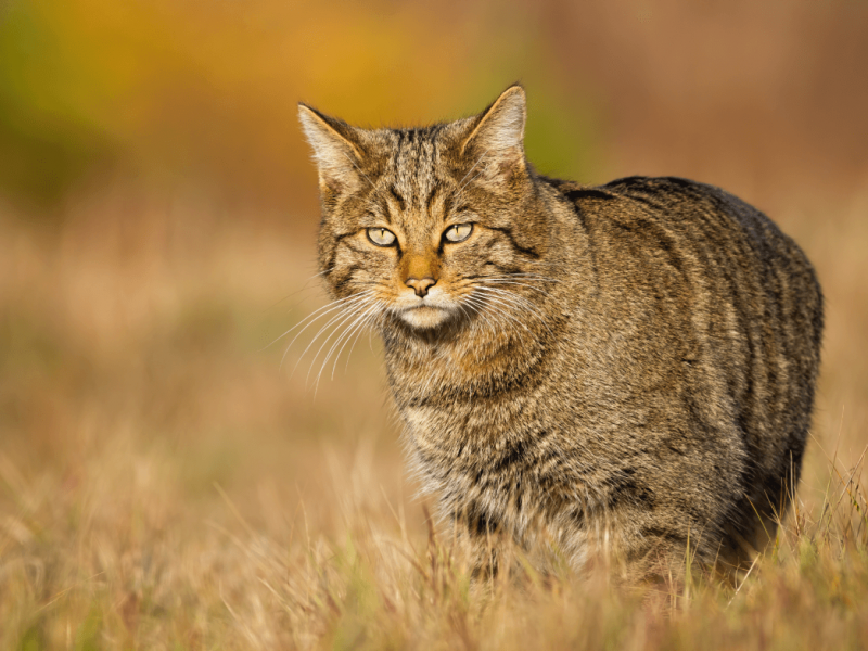 european-wildcat-walking-on-sunlit-meadow-in-autumn-nature (1) (1)
